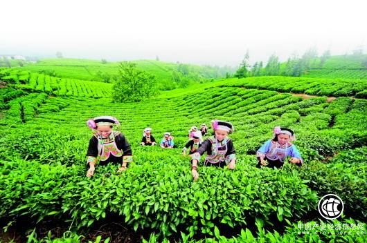 “綠色貴州”為農貨“抱團出山”開信用證