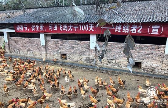 養雞不是網易專利 樂農之家讓人人都可養雞