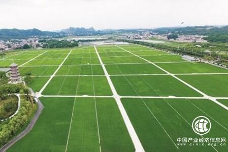 綠色有機農業助推廣西現代農業提檔升級