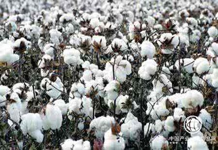新疆棉花產量占全國92.2% 創歷史新高