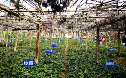 “中國黃連之鄉”重慶市石柱縣再添國家級名片