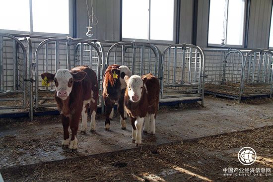 內蒙古科左中旗實施五大工程打造“中國肉牛之都”