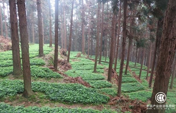 江西：推動林下經濟向規模化產業化發展