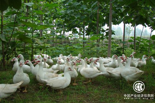 江西推動林下經濟規模化產業化發展