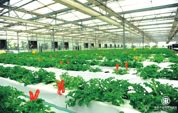 中國農業科技為國際農業合作注入“新力量”