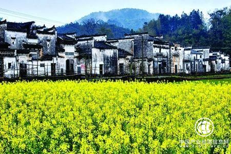 標準化規模化種植油菜 江西婺源打造最美油菜花海