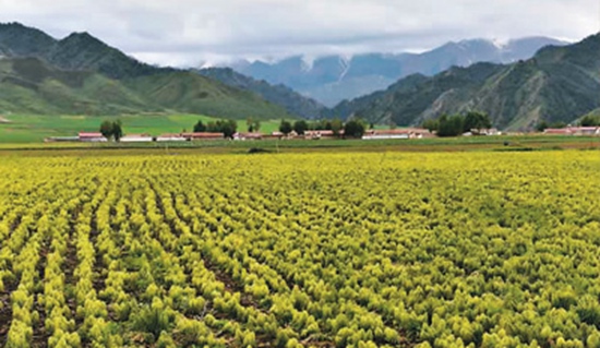 甘肅加強培育隴藥知名品牌和龍頭企業