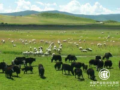 西藏天然草原綜合植被覆蓋率預計達45.2%