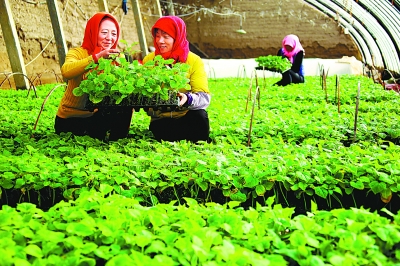 甘肅特色農產品多渠道拓國際市場 成外貿進出口增長點