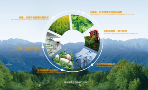 桑葉豬養殖架起曹莊致富路