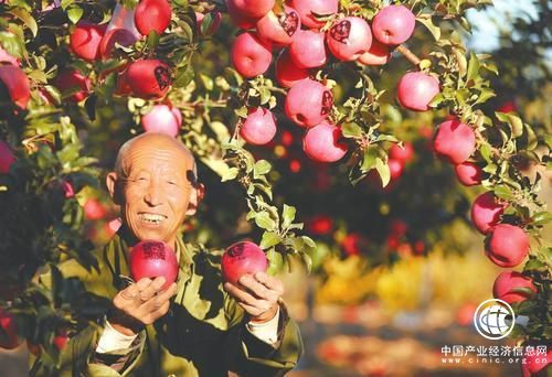 山西吉縣果農：靠蘋果過上紅火日子