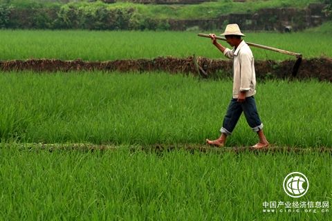 四川瀘縣：“土改”撬動鄉村振興