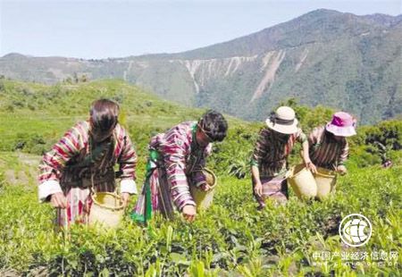 “中國菇娘之鄉”黑龍江海倫市：甜菇娘的致富經