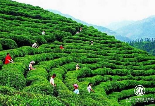 江西：講好茶葉故事 壯大贛茶產業