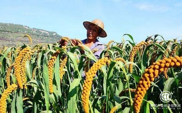 代表、委員建言獻策：農村產業興 老鄉腰包鼓