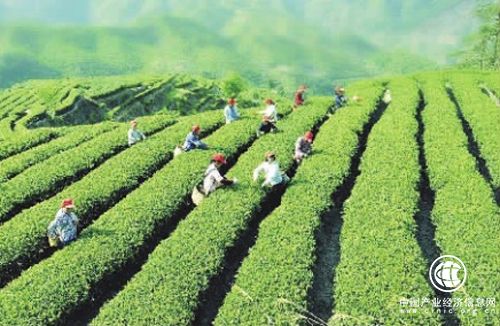中國茶如何實現逆勢出海