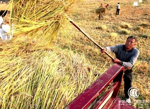 化工科技應用于農業：讓秸稈育出沃土良田  