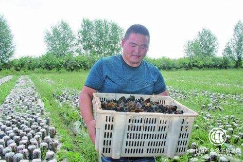黑木耳成為內蒙古扎賚特旗農民致富新產業