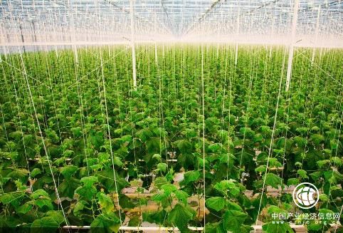 改變農業結構，激活市場，提升自身競爭力是農業發展的關鍵所在