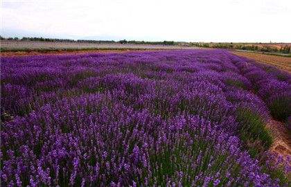 中國薰衣草之鄉：四師薰衣草種植基地