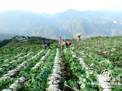 云南昆明尋甸探索農業新模式助脫貧