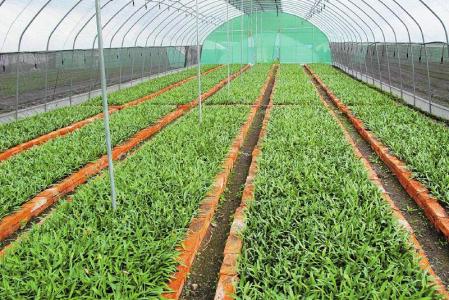 農業農村部：到2030年全國設施農產品質量安全抽檢合格率穩定在98%