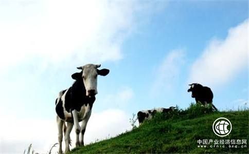 奶源價格還不具備競爭優勢，乳業上市公司業績分化嚴重