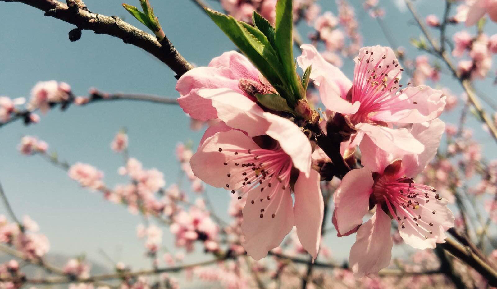 多地入春時間表出爐，昆明最早西寧最晚
