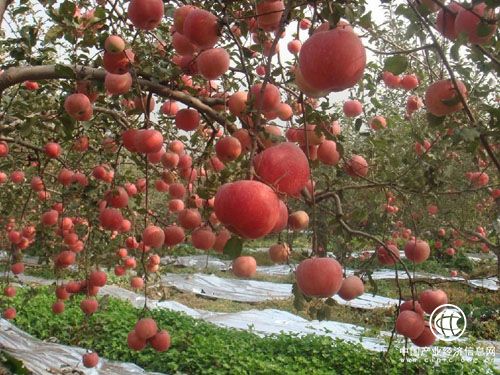 陜西省做強蘋果品牌 助力產業扶貧