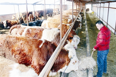 內蒙古通遼市大力發展肉牛產業