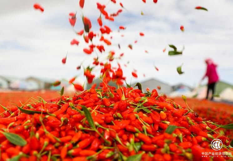 柴達木盆地：“小枸杞”成“大產業”