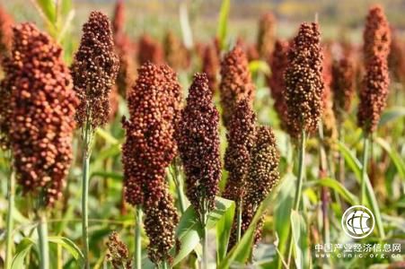 商務部就對美國高粱采取臨時反傾銷措施答問