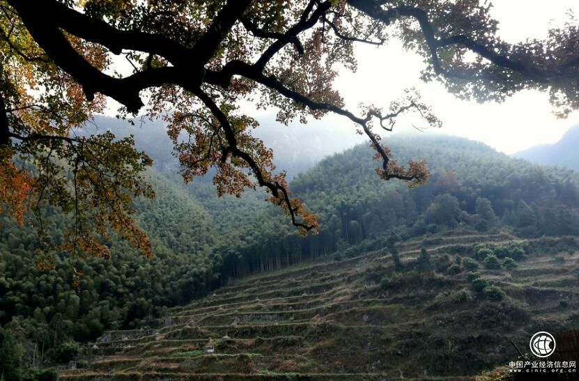 浙江省仙居縣淡竹鄉：“三綠清單”助推鄉村振興