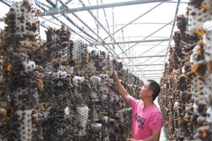 “中國黑木耳之鄉”尚志：亮出鄉村振興“金名片”