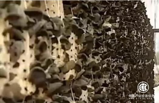 中國黑木耳之鄉一一黑龍江尚志市黑木耳的“國際化”之路