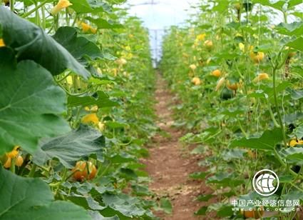 太陽神集團朱厚丞：有機農業引領鄉村振興