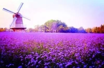 “賞花經濟”傳遞哪些新信號？