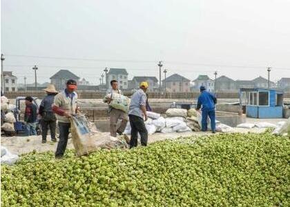 浙江余姚：“中國榨菜之鄉”的品牌之路