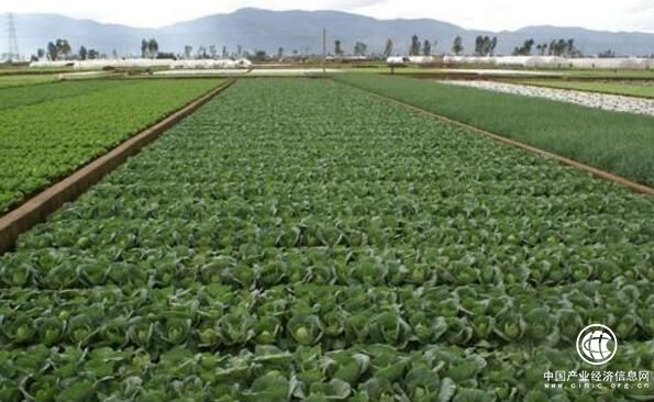 四川瀘州：產業融合探新路 蔬式生活美鄉村