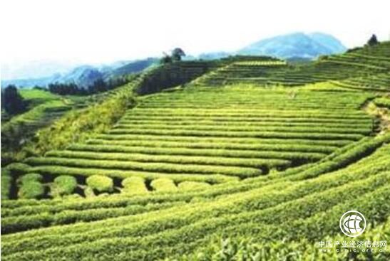 “扶貧定制農業”讓福建省壽寧縣下黨鄉走上致富路