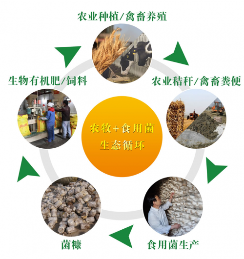 西華縣將建國內首所食用菌職業技能培訓學校
