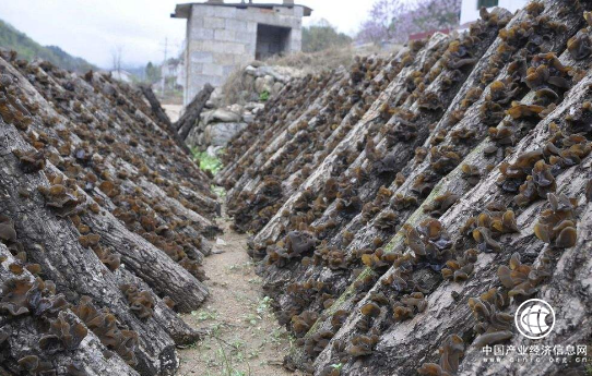 陜西省柞水縣傾力打造“中國木耳之鄉”