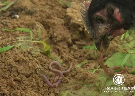 牛糞 經濟效益 