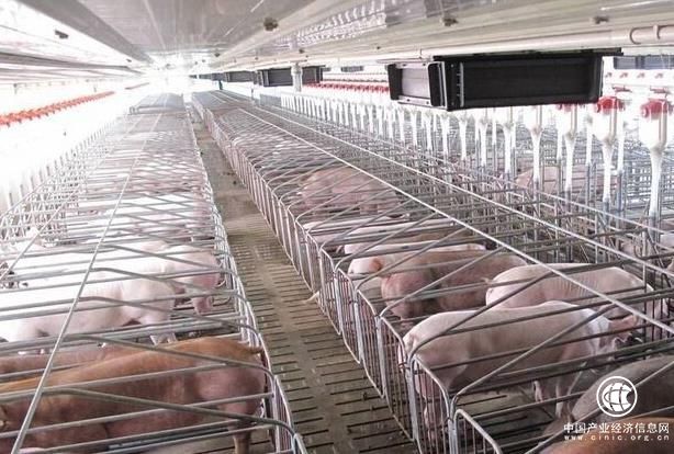 物聯網養豬：“養萬頭豬只需1人”不是夢