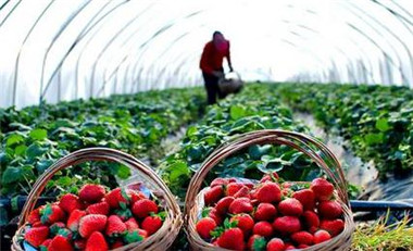 河北構建環京津1小時鮮活農產品配送圈