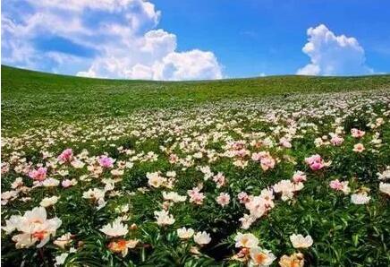 打造旅游熱點 內蒙古大力培育花季旅游業態