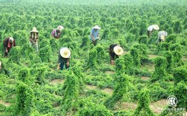 生態原產地產品保護推動鄉村振興