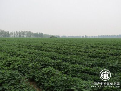 河南要求確保2018年優質花生種植面積2200萬畝