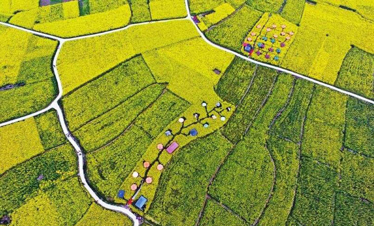 732.5億斤！四川糧食總產量再創歷史新高