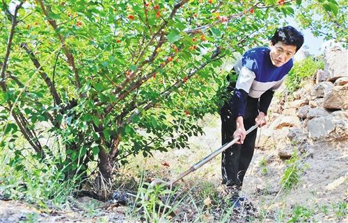 從十畝種到上千畝 小小“東方橄欖”鼓足廣西農戶致富信心